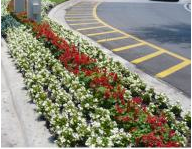Diamond Cuts Commercial Lawn Maintenance flower curbside.